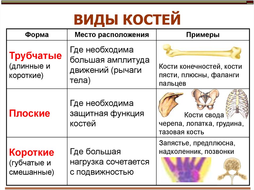 Схема виды костей