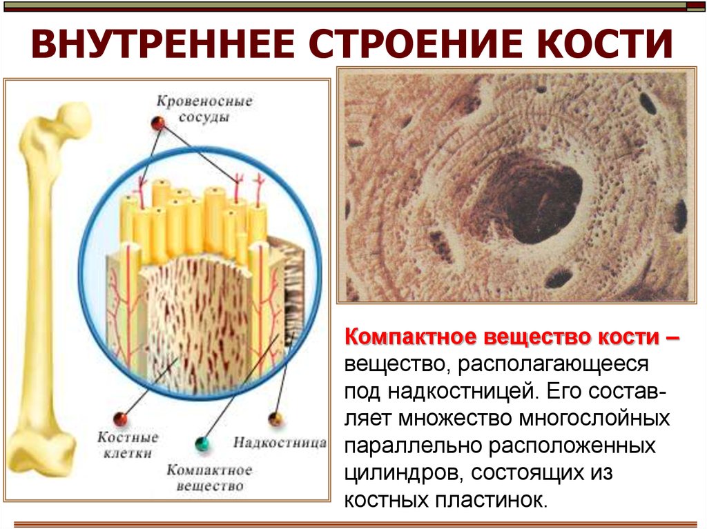 Строение костей презентация