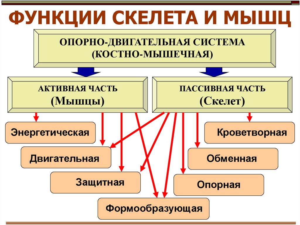 Опорно двигательная система схема