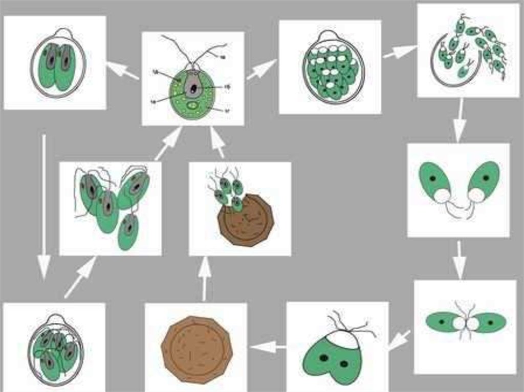 Размножение водоросли биология. Размножение одноклеточных зеленых водорослей. Модель-аппликация "размножение одноклеточной водоросли". Задание по биологии водоросли. Модель аппликация хламидомонады.