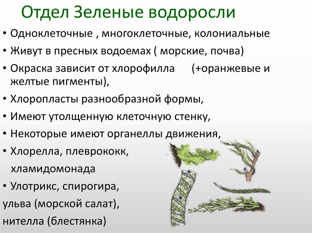 Для водорослей характерно ответ. Характеристика зелёных водорослей кратко. Водоросли общая характеристика 5 класс биология. Отдел водоросли одноклеточные зеленые многоклеточные зеленые. Основные признаки зеленых водорослей.