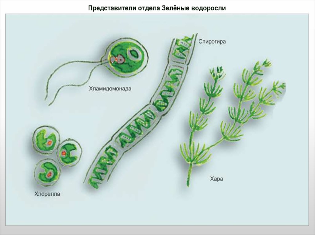 Отдел зеленые водоросли представители. Chlorophyta отдел зелёные водоросли. Зелёные водоросли биология 7 класс. Улотрикс строение. Строение многоклеточных водорослей.