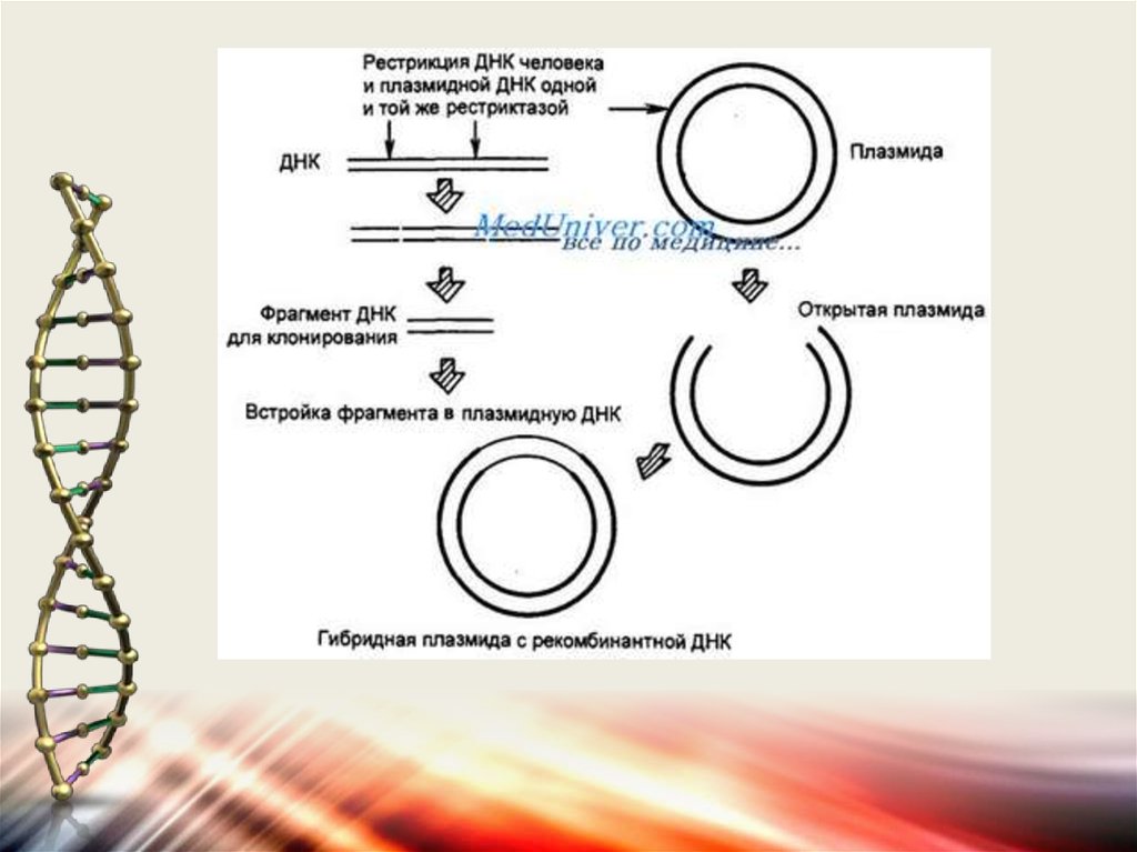Рестриктазы и плазмиды. Рестрикция ДНК схема. Рестрикция плазмиды. Рестрикция плазмидной ДНК. Молекулярные процессы рестрикции ДНК.