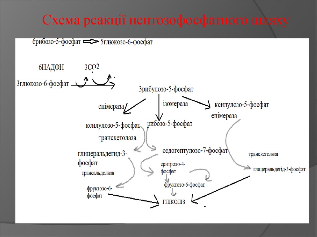 Схема реакції пентозофосфатного шляху