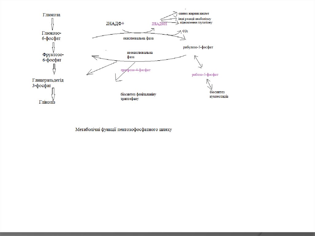 Функції пентозомонофосфатного шляху