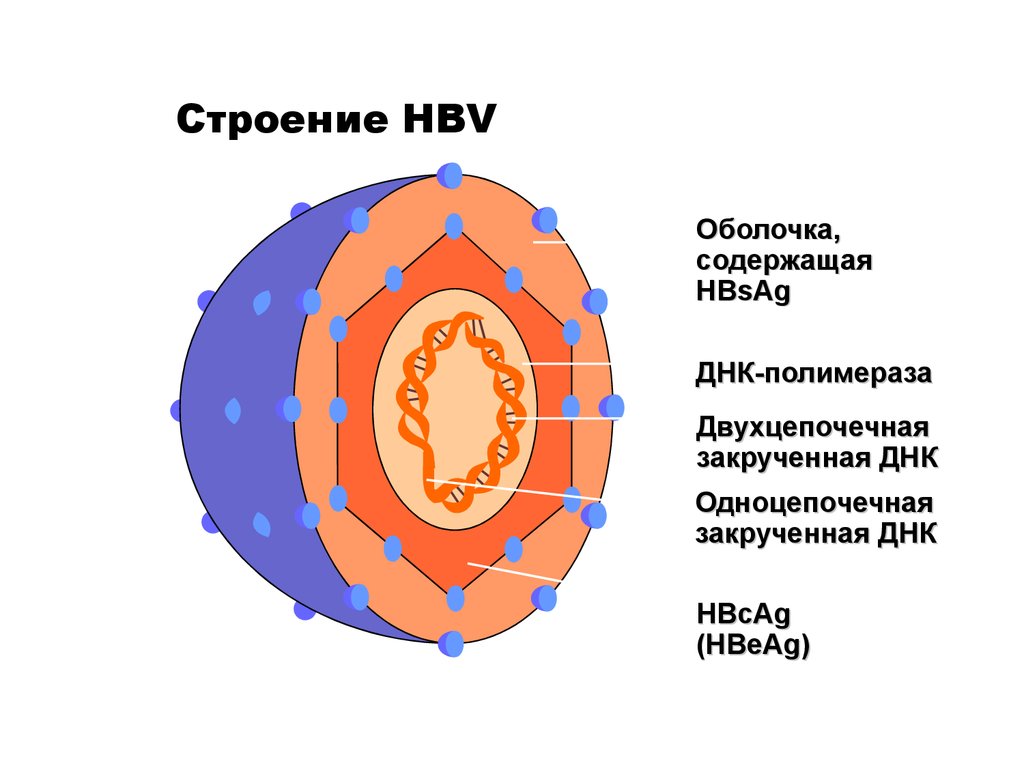 Поражаемые структуры гепатита в