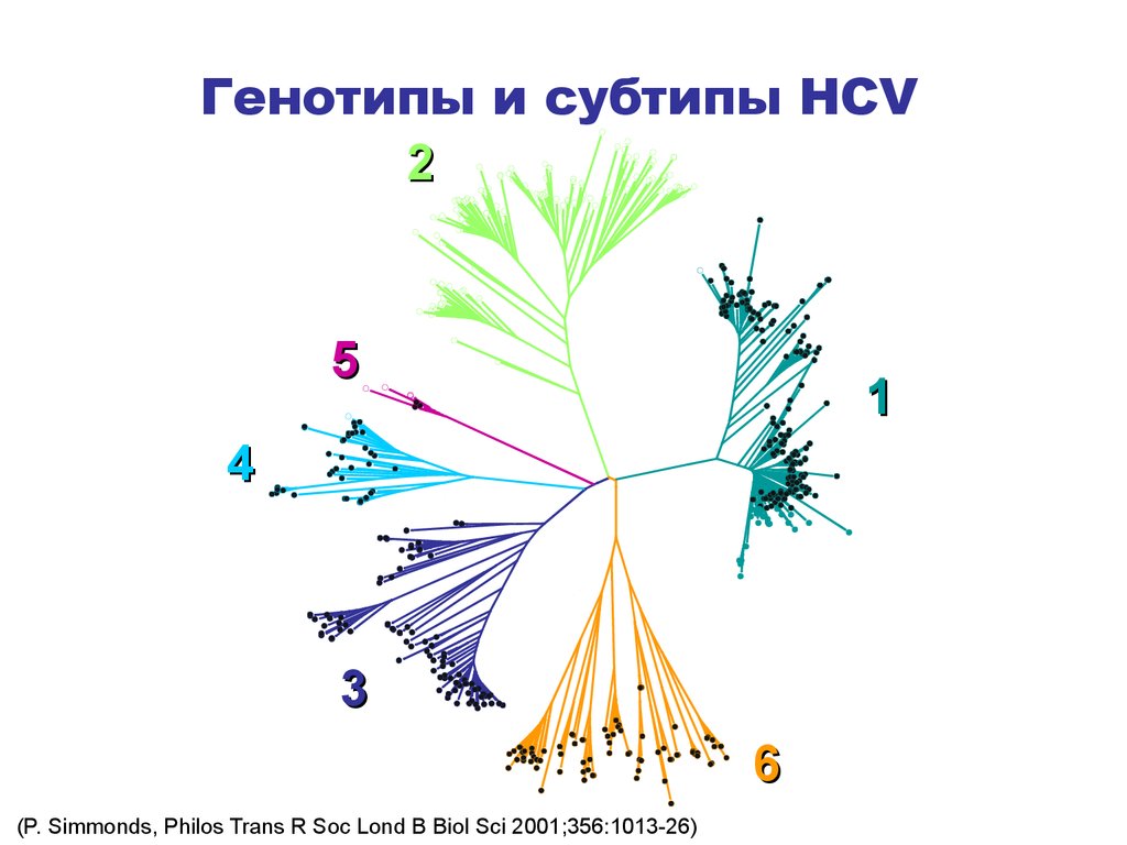 Генотипы и субтипы HCV
