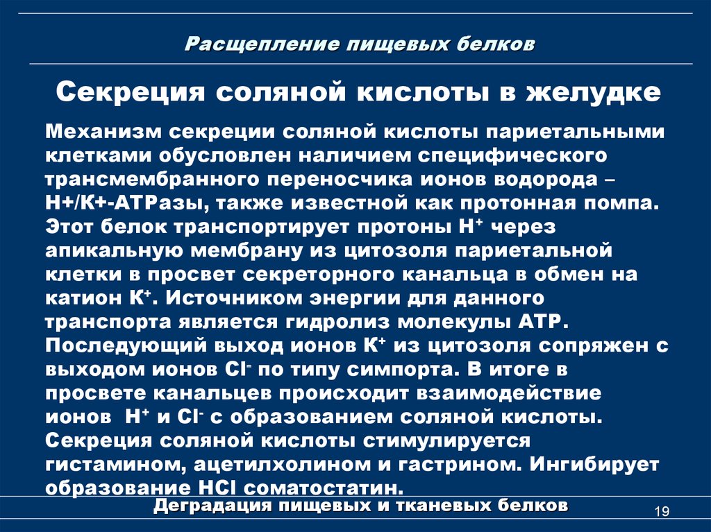 Образование соляной кислоты. Механизм образования соляной кислоты в желудке. Механизм секреции соляной кислоты в желудке. Механизм секреции соляной кислоты. Механизм образования соляной кислоты в желудке физиология.