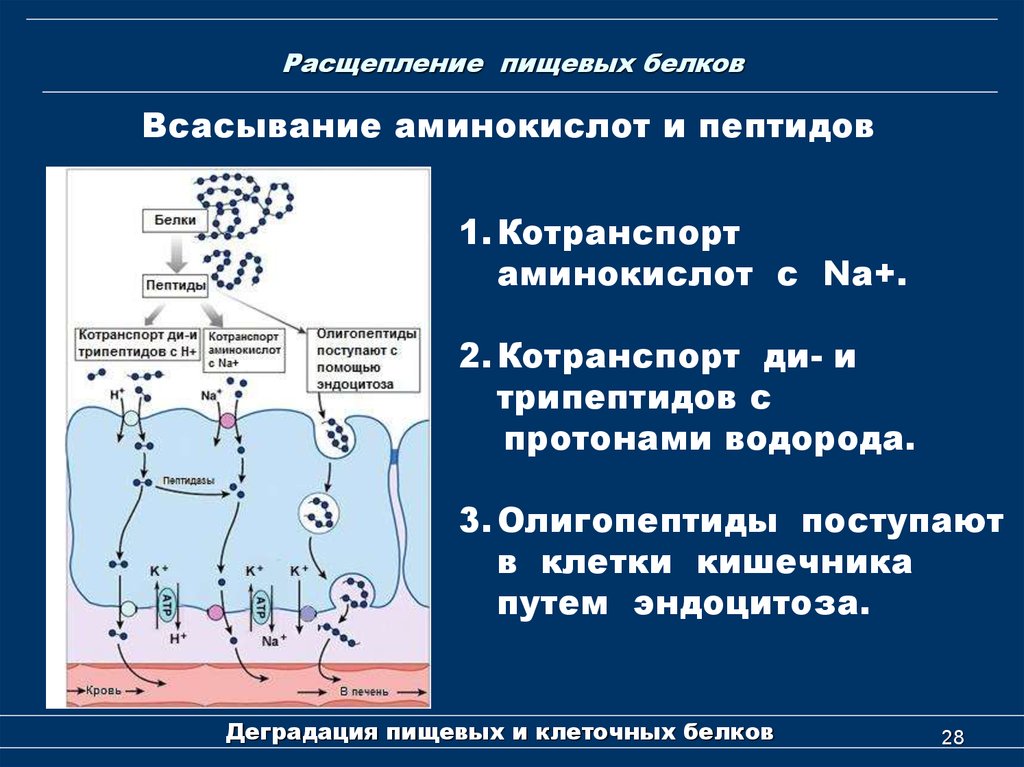 Через сколько всасывается