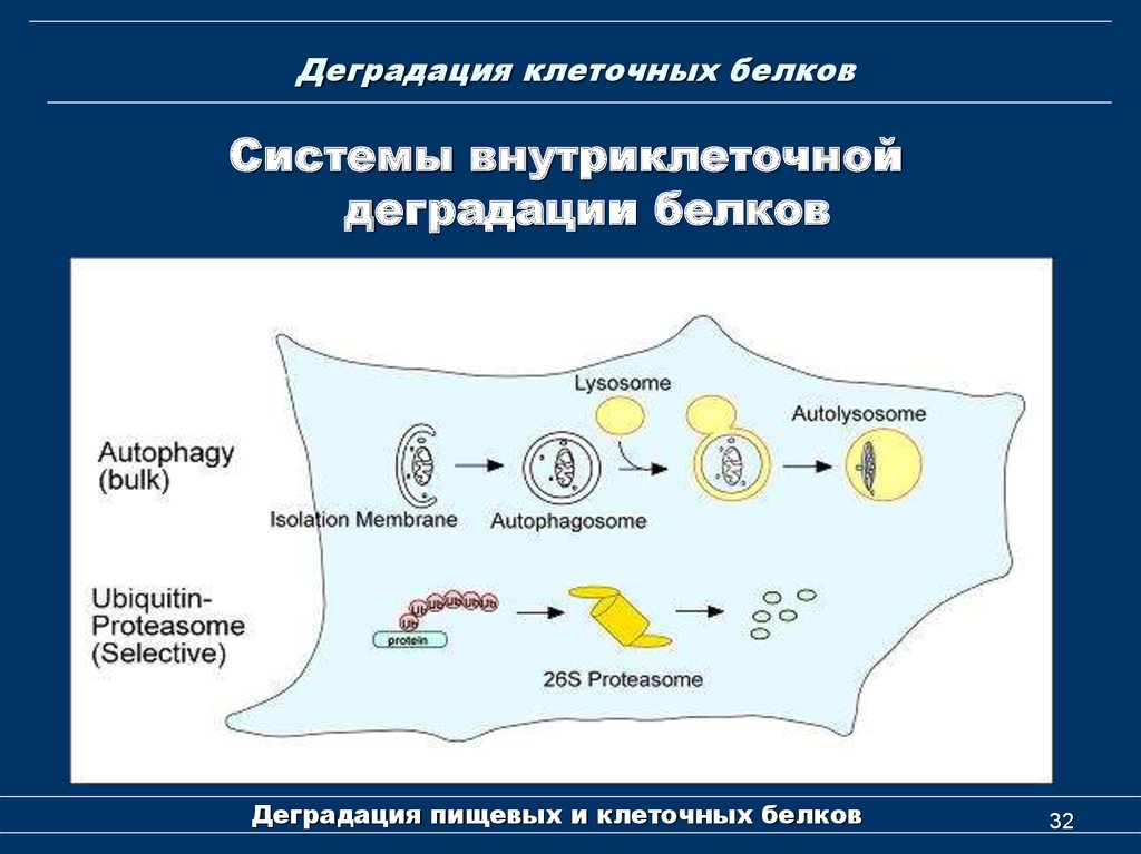 Клетки из белков белки. Системы деградации белков. .Убиквитин-зависимая деградация белков. Внутриклеточная деградация белков. Деградация белков в клетке.