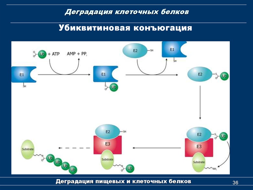 Клеточный белок. Деградация клеточных белков. Схема деградации белков. Схема протеасомной деградации белков. Деградация белков в клетке.