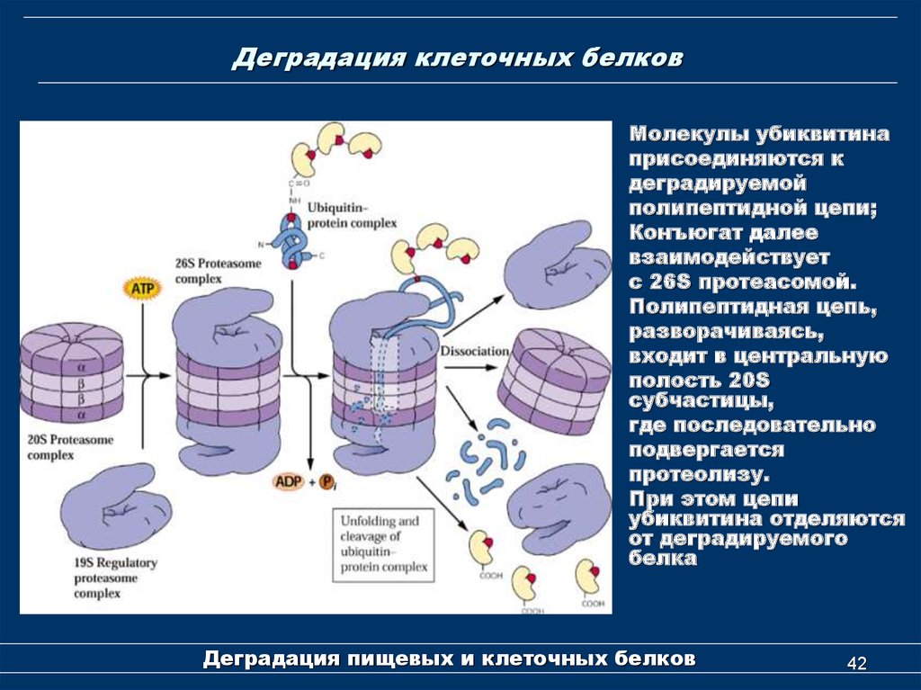 Питательная клетка. Деградация клеточных белков. Лизосомальный путь деградации клеточных белков. Деградация клеточных белков биохимия. Деградация белков в клетке.