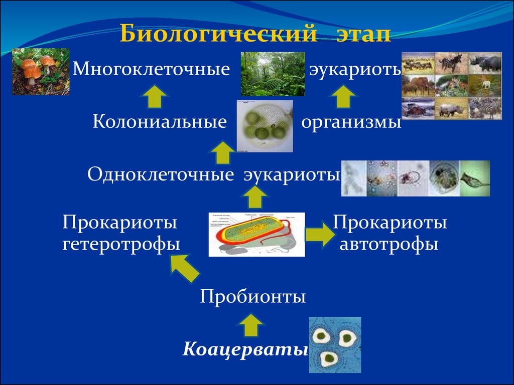 Появление фотосинтеза появление прокариот появление многоклеточных водорослей. Эукариотические гетеротрофные организмы. Доядерные одноклеточные организмы. Прокариоты эукариоты автотрофы. Биологический этап.