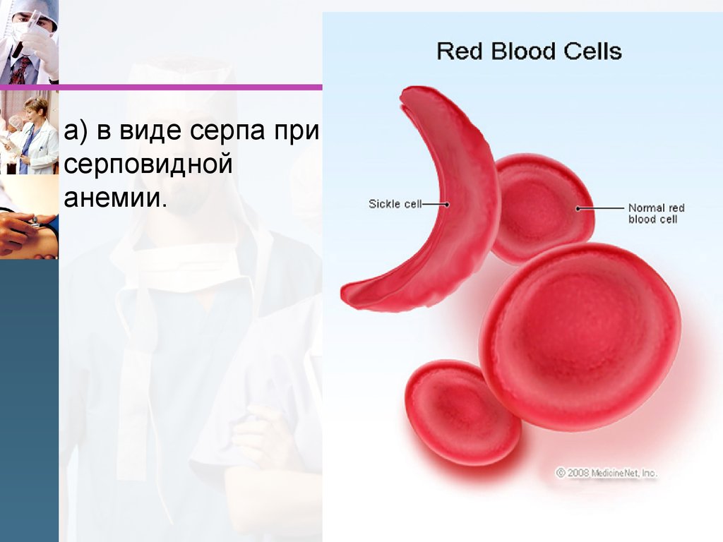 Кровь физиология презентация