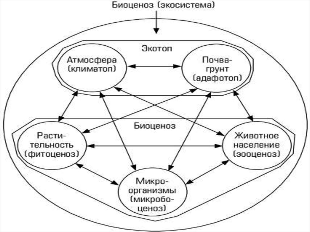 Бонусная карта экотоп