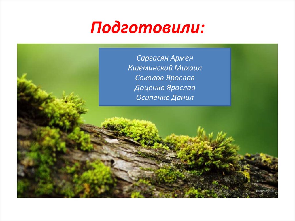 Подготовили: