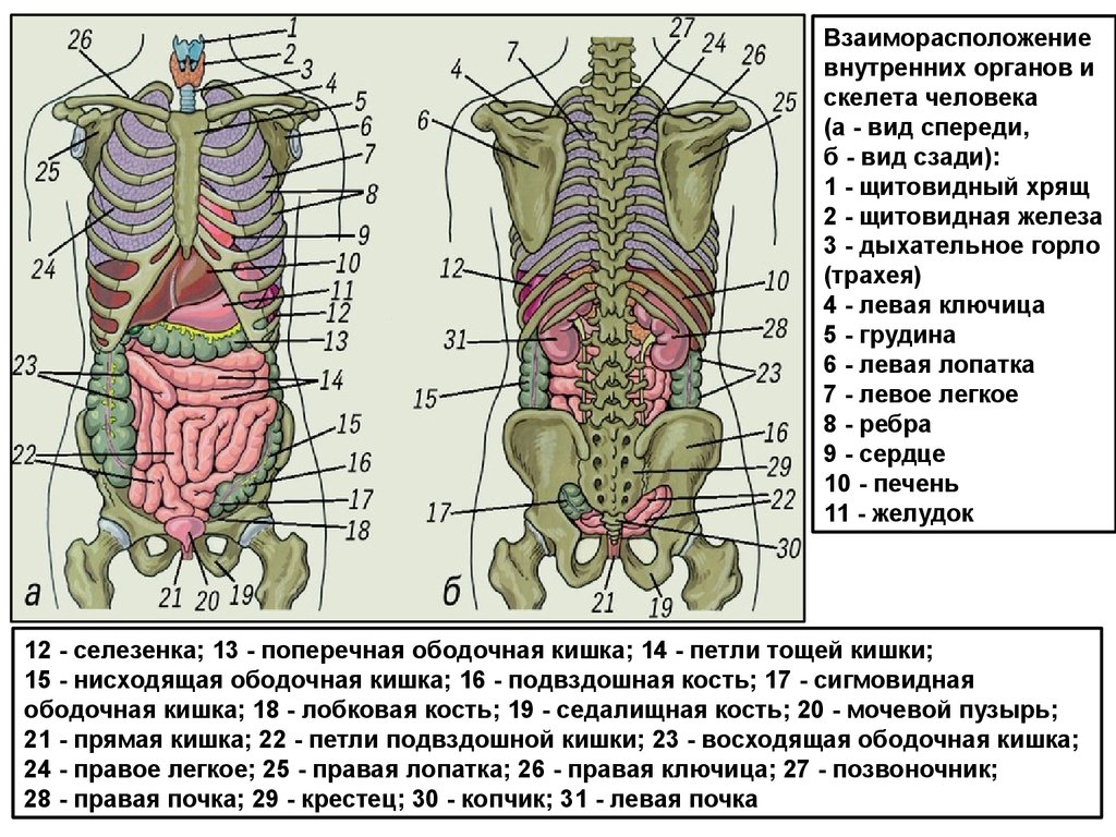 Анатомическое строение человека внутренние органы фото с надписями спереди и сзади