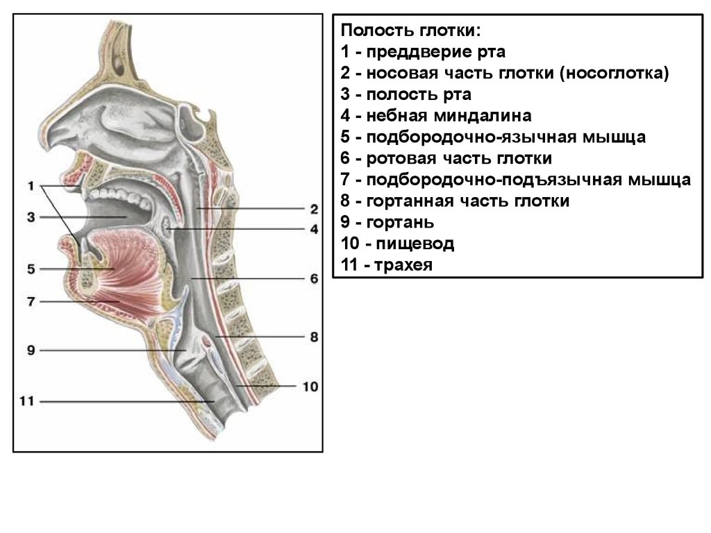 Глотка переходит в пищевод. Полость рта глотка пищевод анатомия. Строение носоглотки сбоку. Анатомия рта пищевода и глотки.