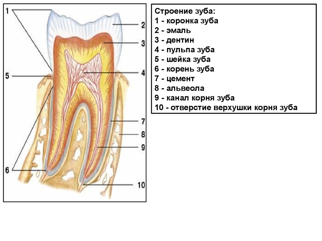 Какую функцию выполняет шейка зуба. Строение зубакоронка жмаль,. Строение зуба пульпа эмаль. Анатомия зуба коронка шейка корень. Строение зубов коронка шейка.