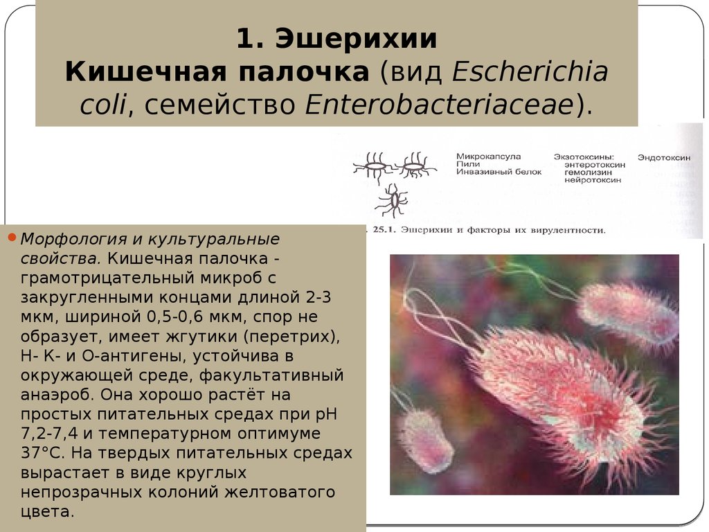Кишечная палочка это. Кишечная палочка характеристика микроорганизмов. Форма бактерии Escherichia coli. Кишечная палочка эшерихия коли. Кишечная палочка эшерихия морфология.