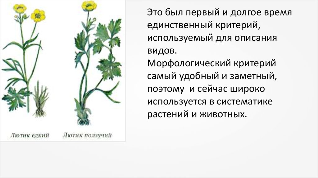 Сравнение видов растений. Лютик едкий и Лютик ползучий критерии вида. Лютик ползучий генетический критерий. Лютик ползучий физиологический критерий. Лютик ползучий критерий.