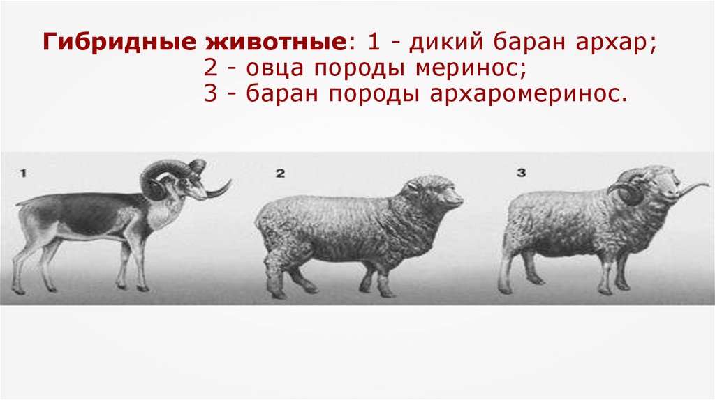 Дикий предок овцы. Тонкорунные овцы меринос + дикий баран Архар = архаромеринос. Архар меринос архаромеринос. Архаромеринос породы Баранов. Казахский архаромеринос порода овец.