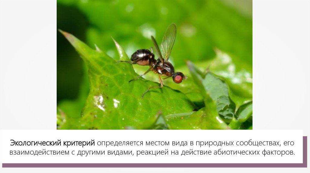 Биологический вид. Экологический критерий вида пчелы. Экологический критерий вида клопов. Экологический критерий вида картофель.