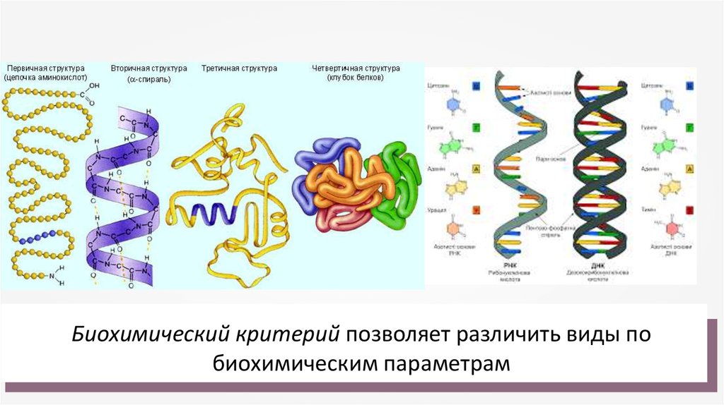 Биохимический вид. Биохимический критерий примеры.