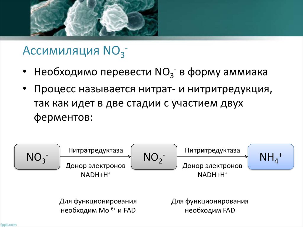 Ассимиляция NO3-