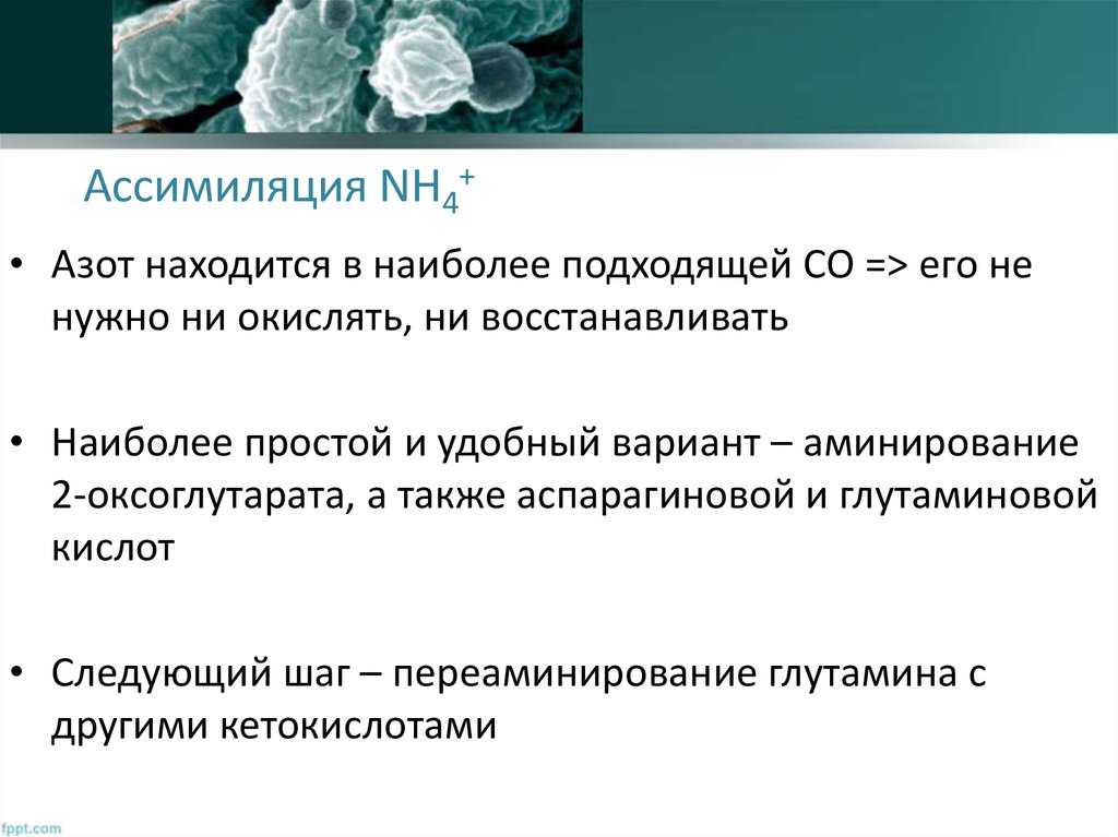 Ассимиляция NH4+