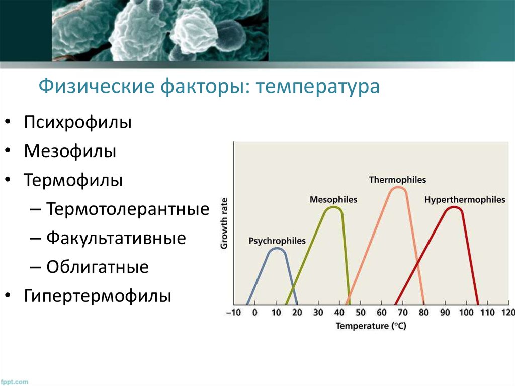 Факторы кислорода. Физические факторы температура. Психрофилы мезофилы и термофилы микробиология. Психрофилы температура. Облигатные психрофилы.