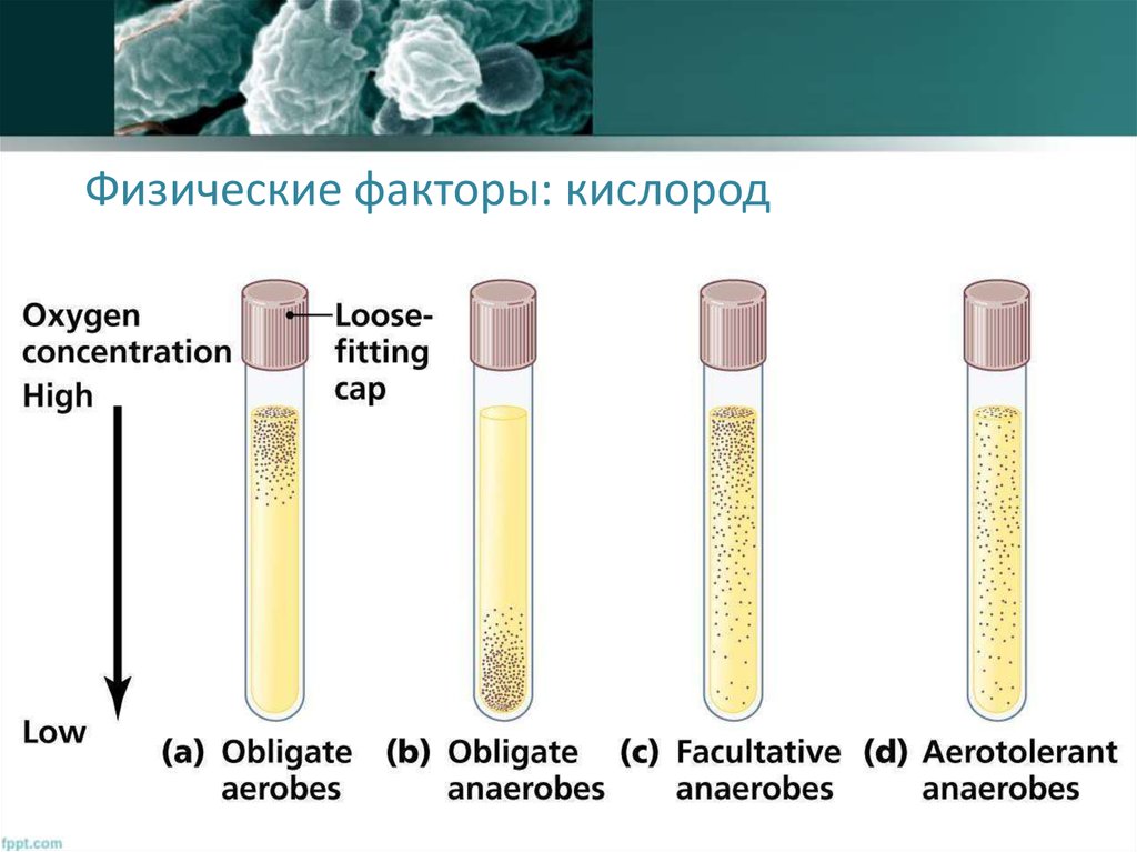 Факторы кислорода. Влияние кислорода на микроорганизмы. Воздействие кислорода на вирусы. Влияет кислорода на микроорганизмы. Как кислород влияет на микроорганизмы.