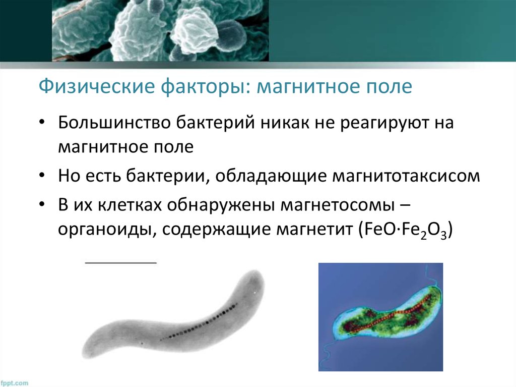 Физические факторы: магнитное поле