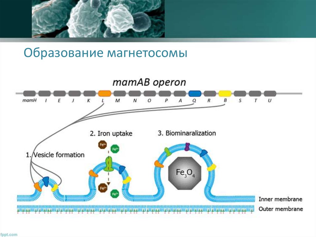 Образование магнетосомы