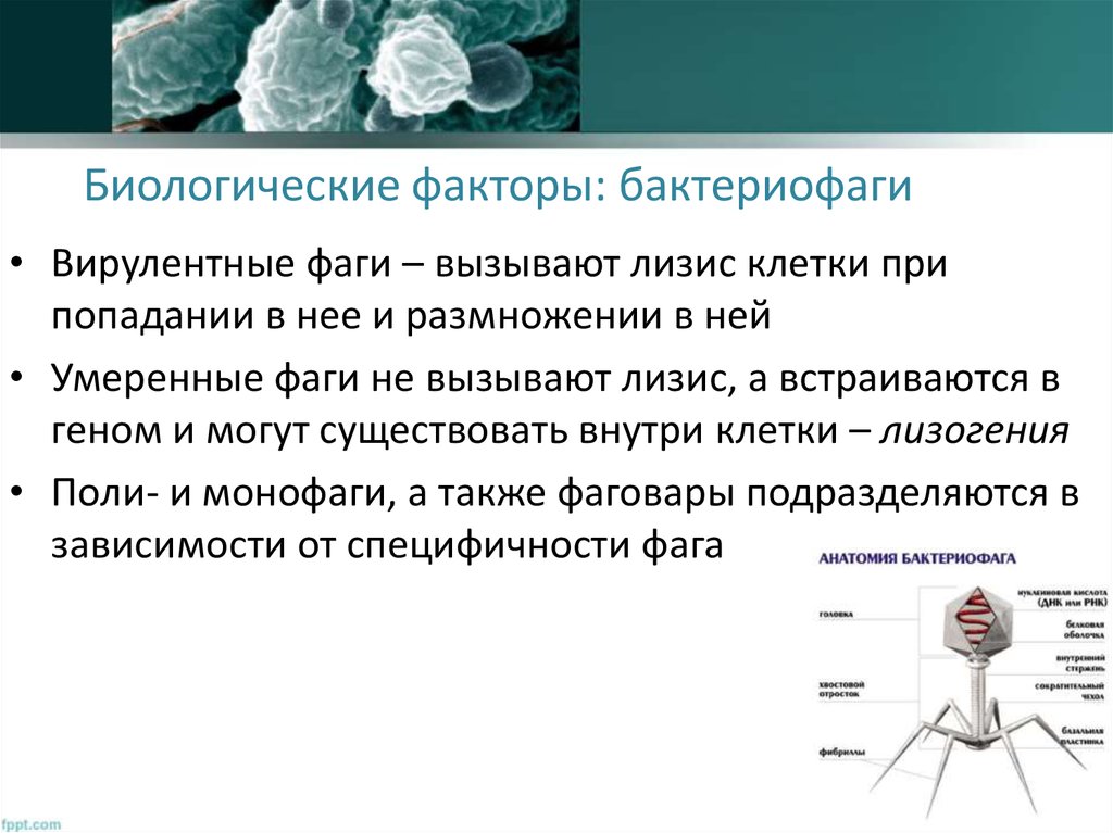 Ограниченные факторы биология. Патогенез неходжкинских лимфом. Бактериофаг. Молекулярная генетика неходжкинских лимфом. Умеренные бактериофаги.