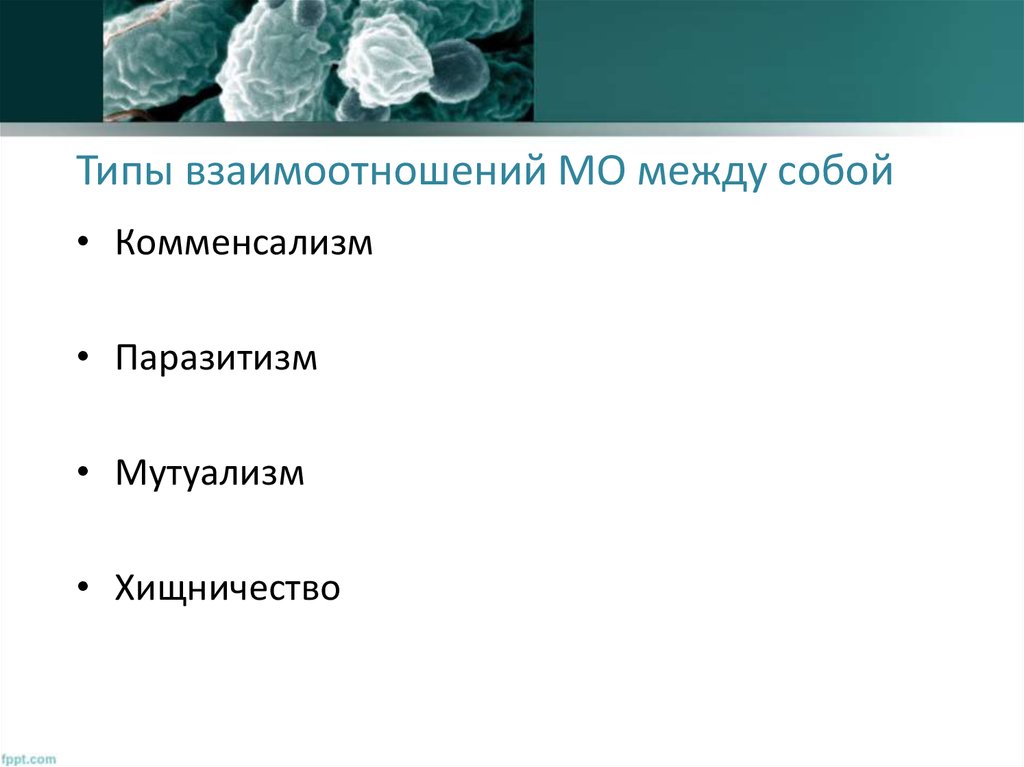 Анаболизм микроорганизмов - презентация онлайн