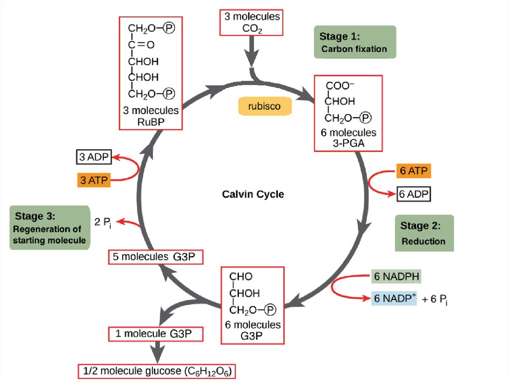Ассимиляция СО2 - цикл Кальвина