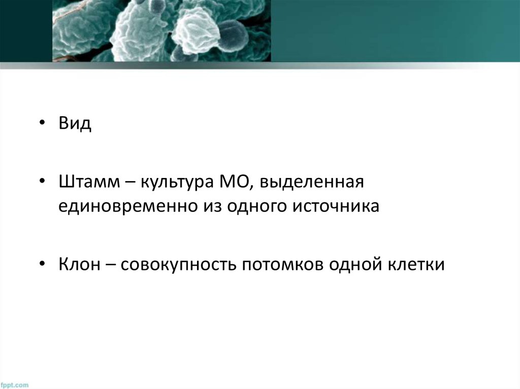 Вид культура штамм. Вид культура штамм клон. Виды штаммов. Штамм это в биологии кратко.