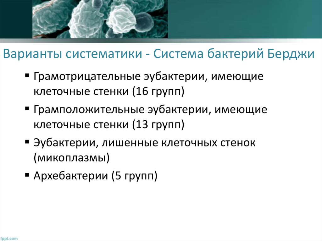 Варианты систематики - Система бактерий Берджи
