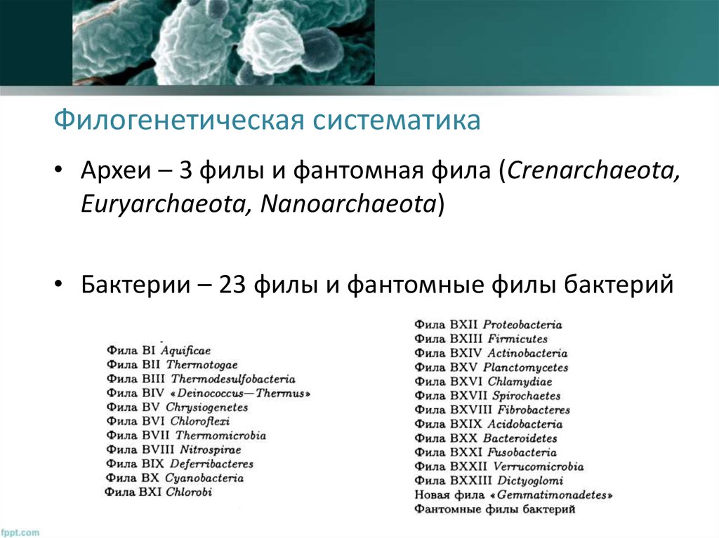 Филогенетическая систематика