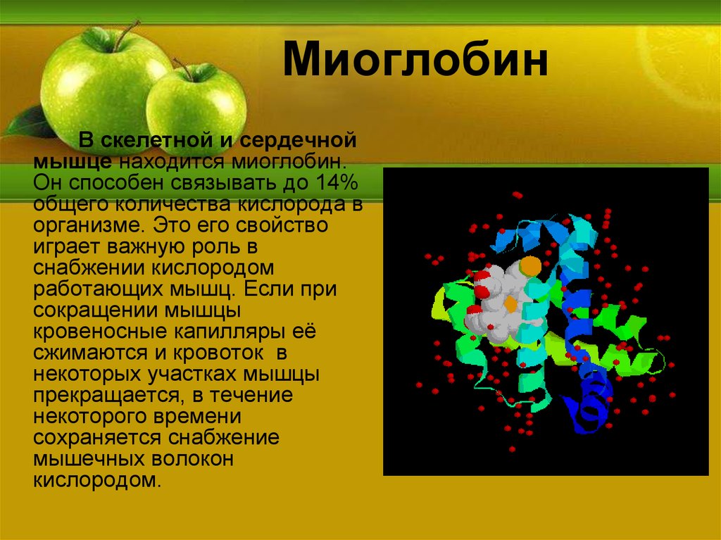 Химические элементы в организме человека 7 класс. Миоглобин. Миоглобин в организме человека. Миоглобин роль в организме. Роль миоглобина в организме человека.