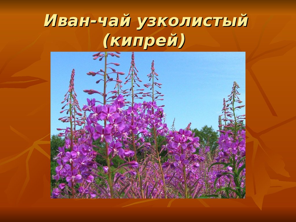 Лекарственные растения иркутской области. Кипрей узколистный. Окружающий мир 3 кипрей узколистный.