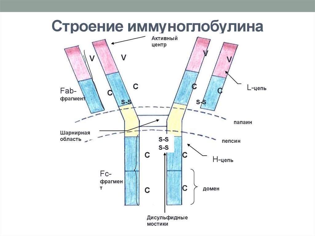 Схема иммуноглобулина. Антитела иммуноглобулины структура. Схема строения иммуноглобулина. Строение молекулы иммуноглобулина IGG.. Хема строения мономера иммуноглобулина.