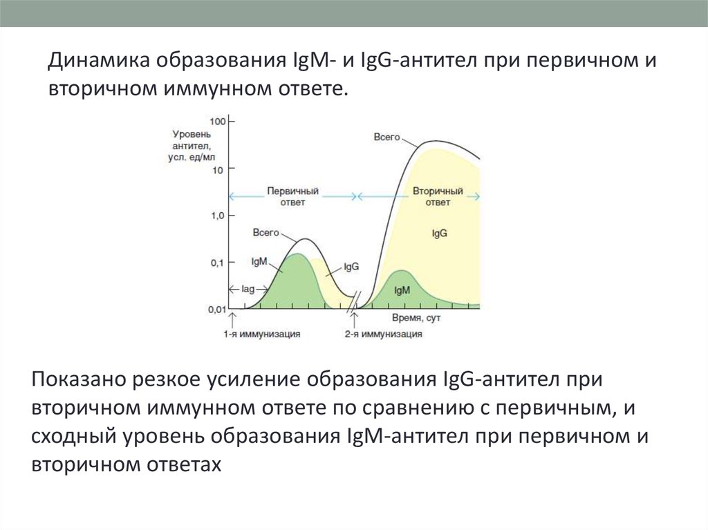 Динамика образование. Динамика образования антител. Динамика синтеза антител при первичном и вторичном иммунном ответе. Динамика образования антител при первичном и вторичном. Динамика первичного и вторичного иммунного ответа.