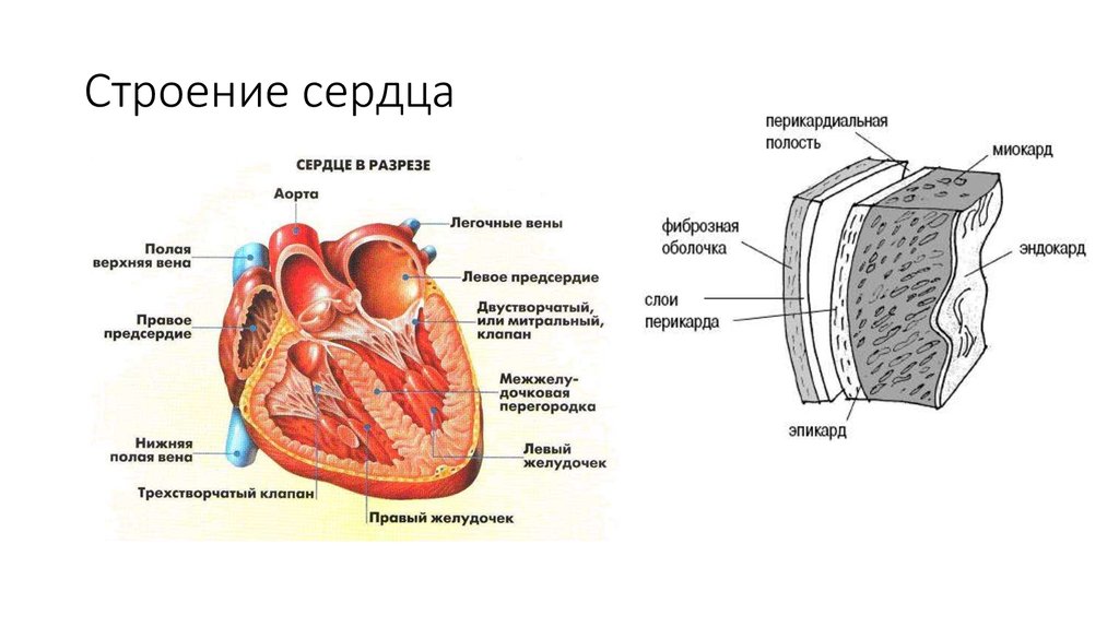 Какая структура сердца человека изображена на рисунке. Строение оболочек сердца схема. Схема слоев стенки сердца. Строение стенки сердца схема. Строение перикарда сердца анатомия.