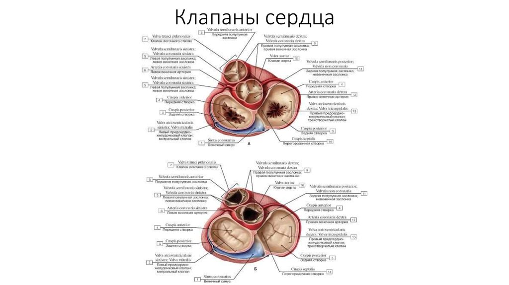 Схема расположения клапанов сердца