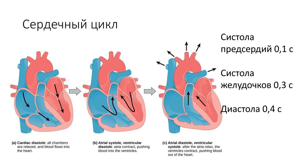 Сердечный цикл картинка