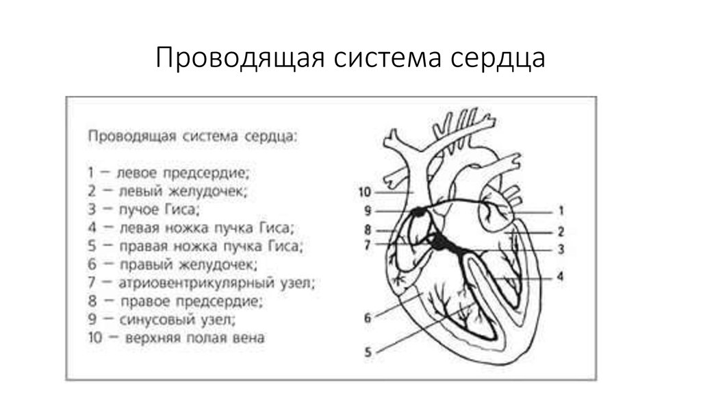 В состав какой системы входит сердце. Строение проводящие системы сердца. Проводящая система сердца схема. Схема строения проводящей системы сердца. Проводящая система сердца человека рисунок.
