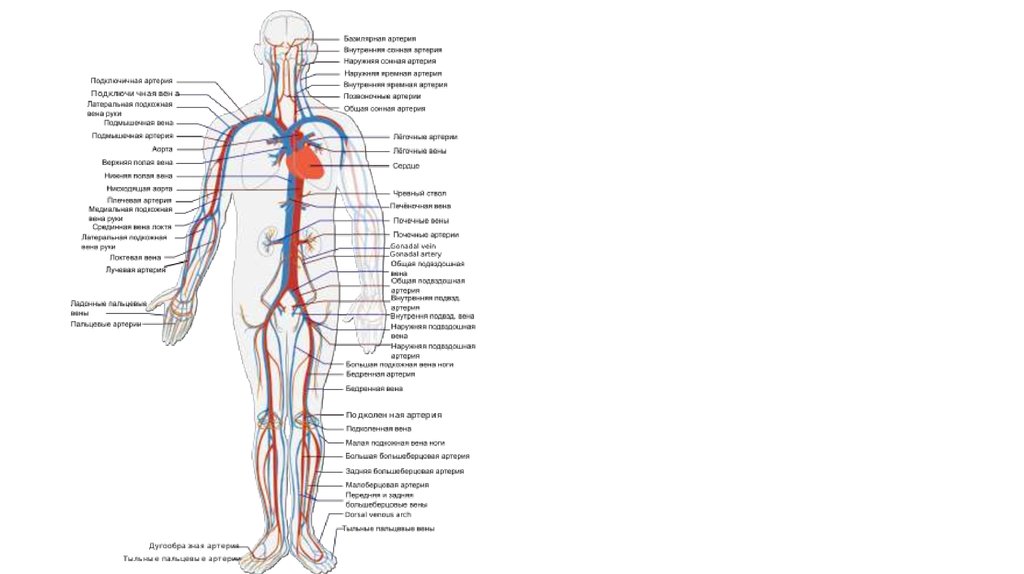 Как расположены артерии у человека фото