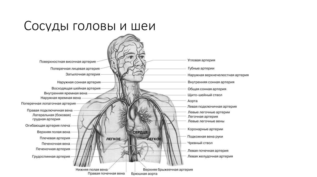 Сосуды головы и шеи